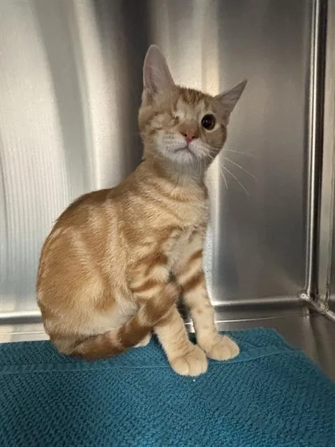 A baby small-sized male Domestic Short Hair cat named Charlie for adoption in Grand Prairie, TX