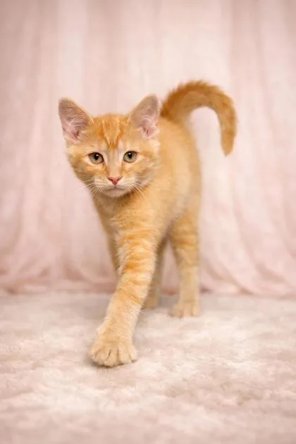 A baby small-sized male Domestic Short Hair cat named Cheddar for adoption in Wilkesboro, NC