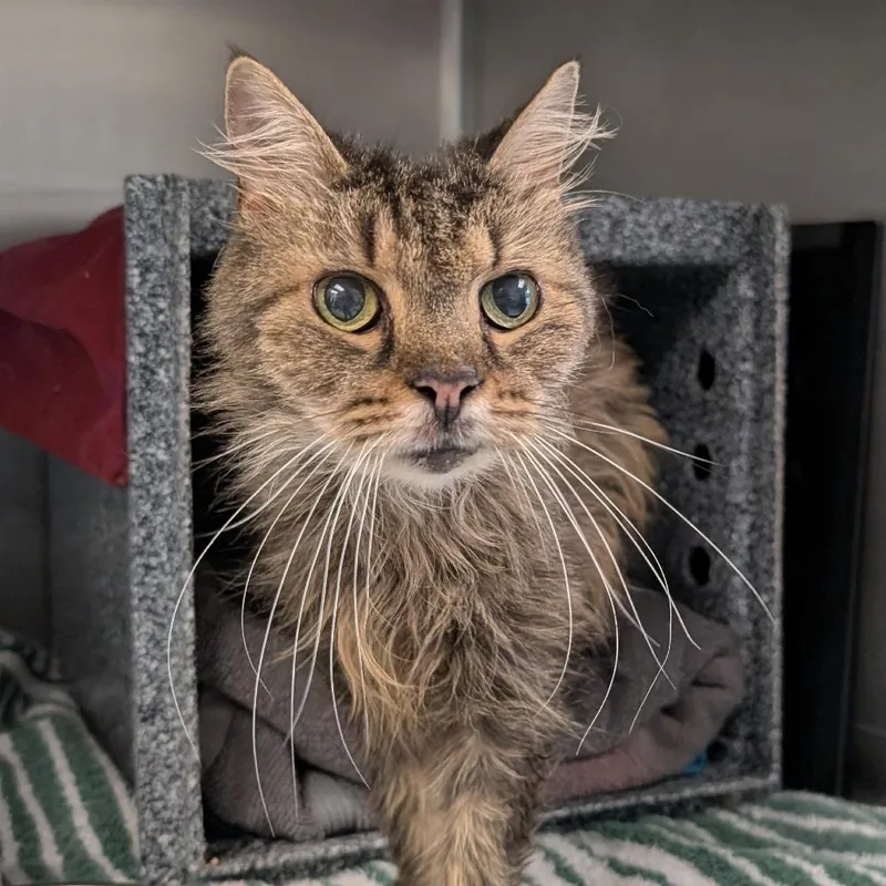 A senior medium-sized female Brown / Chocolate Domestic Medium Hair cat named Margaret for adoption in Birdsboro, PA