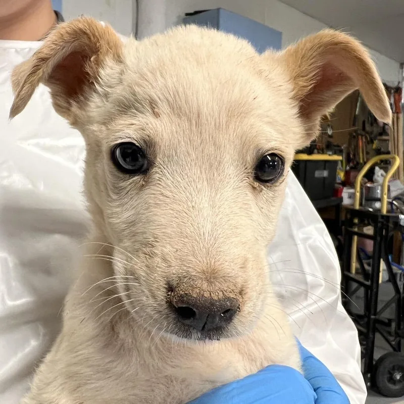 A baby small-sized female White / Cream Mixed Breed dog named Adobo for adoption in Moab, UT