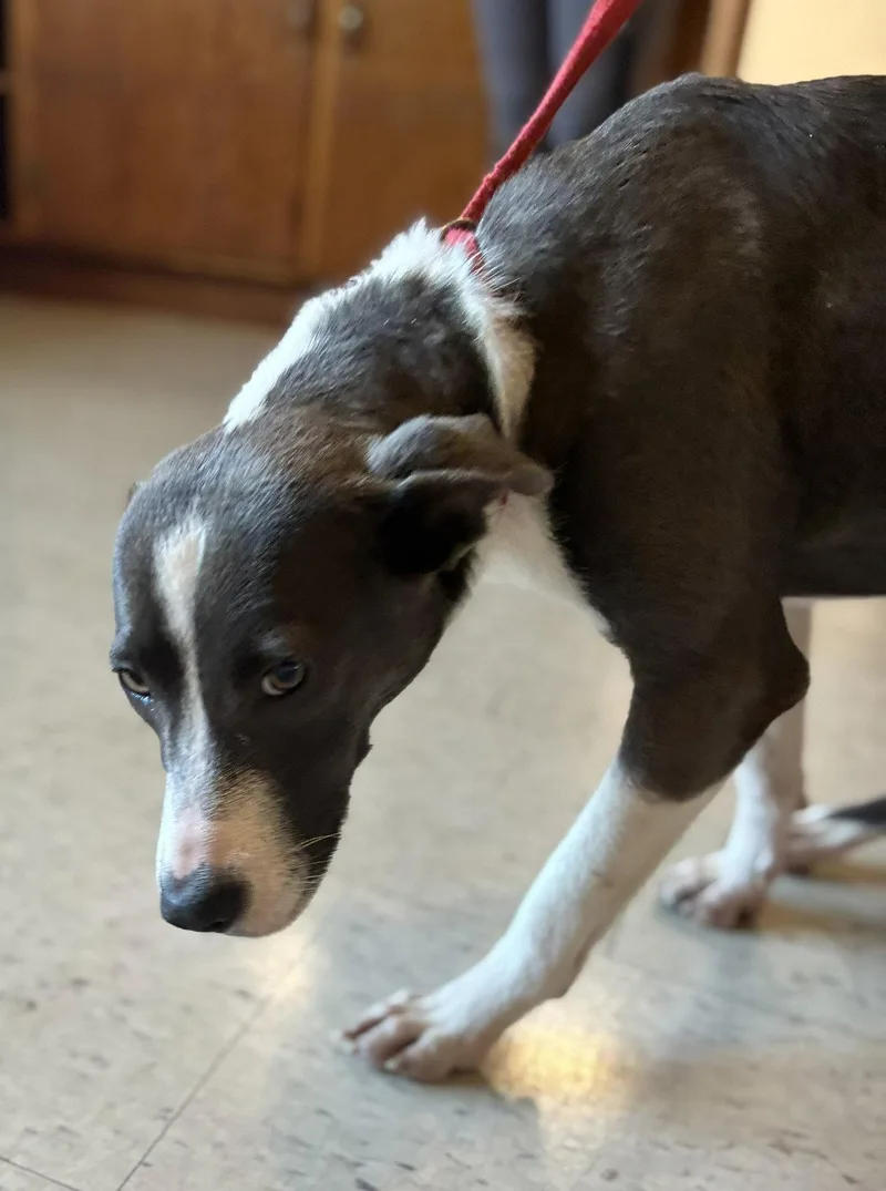 A young medium-sized female Terrier dog named Salem for adoption in Raleigh, NC