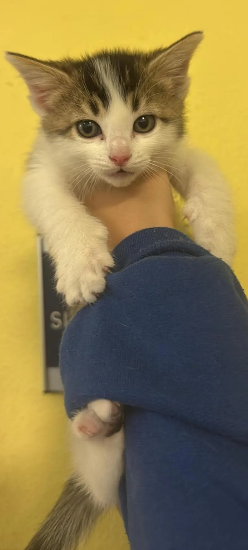 A baby small-sized female Domestic Medium Hair cat named Sugar for adoption in Rockwall, TX