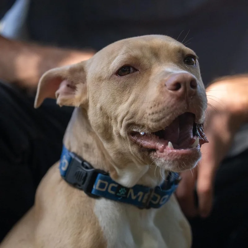 A baby medium-sized male Pit Bull Terrier dog named Hazelnut for adoption in Pawling, NY