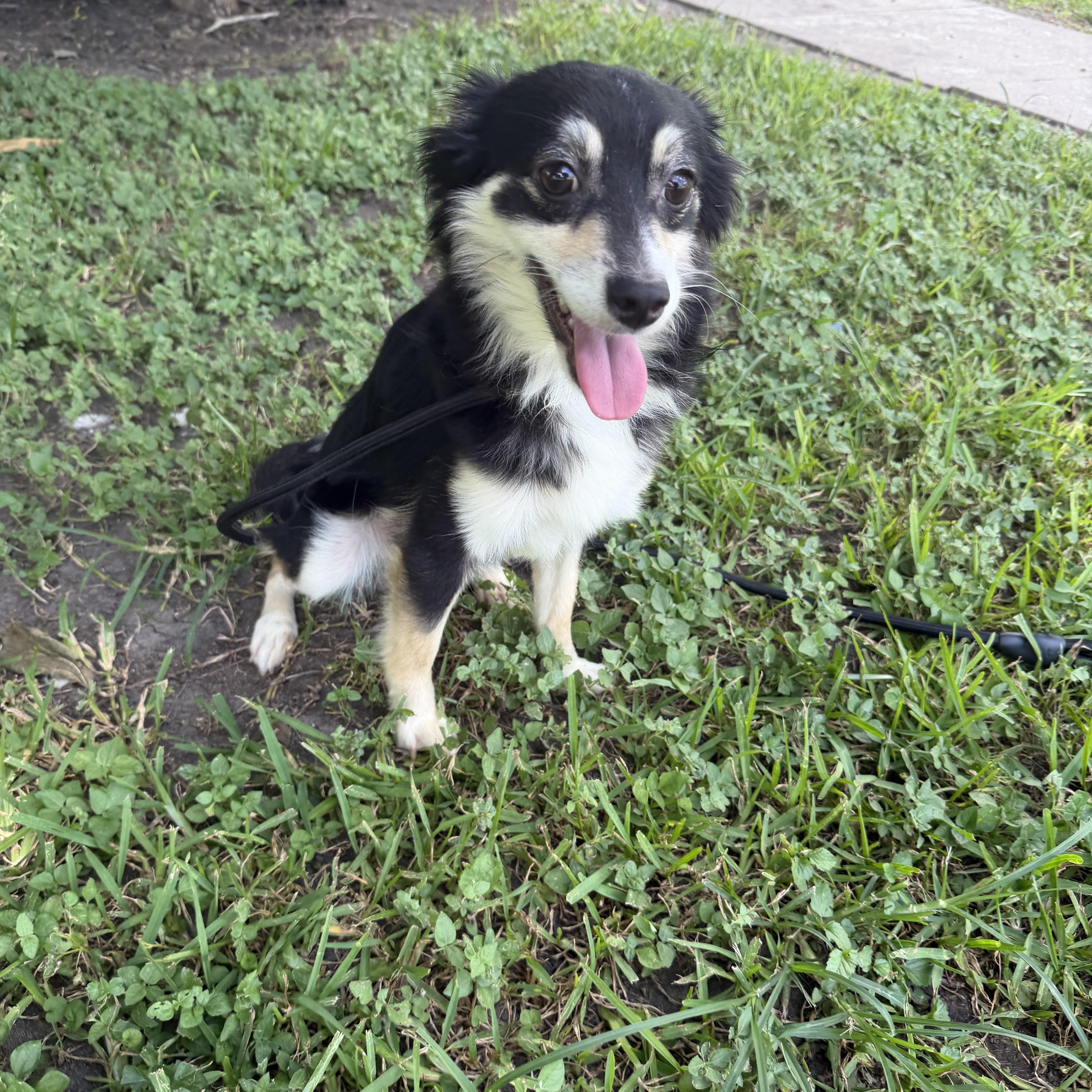 A young small-sized male Australian Shepherd dog named Trace for adoption in Louise, TX