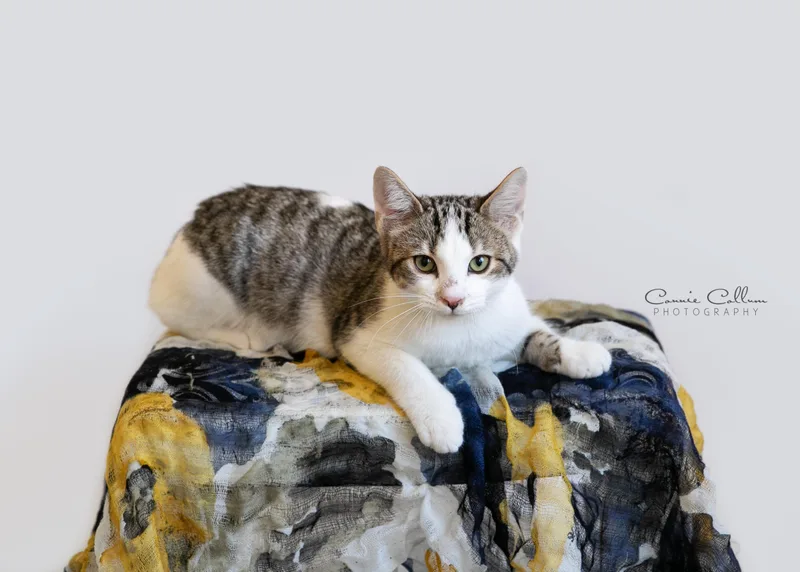 A young medium-sized male Tabby (Gray / Blue / Silver) Domestic Short Hair cat named Klaus for adoption in Homewood, AL