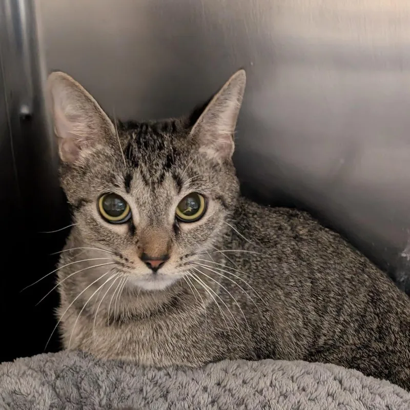 An adult medium-sized female Brown / Chocolate Domestic Short Hair cat named Lantern for adoption in Titusville, FL