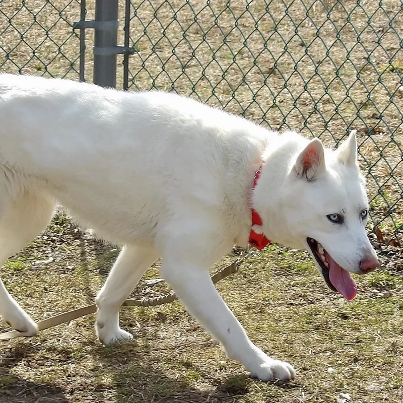 An adult medium-sized female White / Cream Husky dog named Visenya for adoption in Vineland, NJ