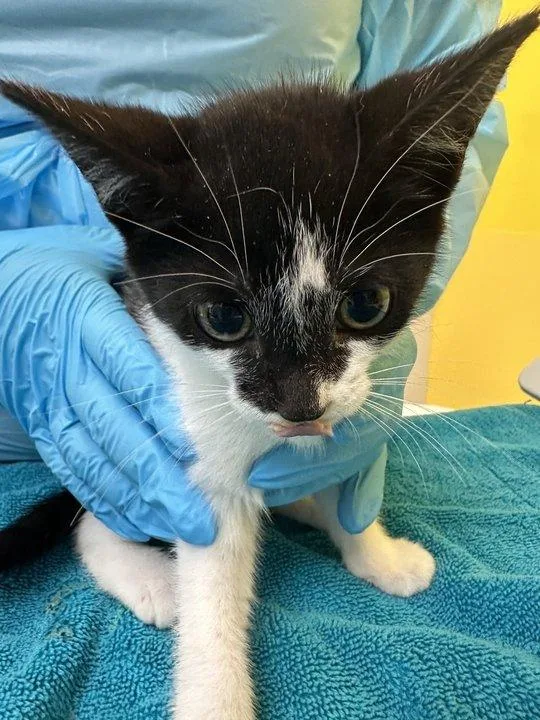 A baby small-sized female Black Domestic Short Hair cat named Echo for adoption in Raleigh, NC