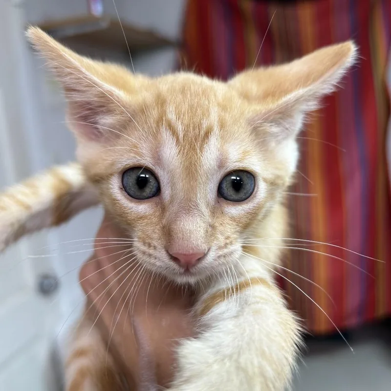 A baby small-sized male Orange / Red Domestic Short Hair cat named Redwood for adoption in Leander, TX