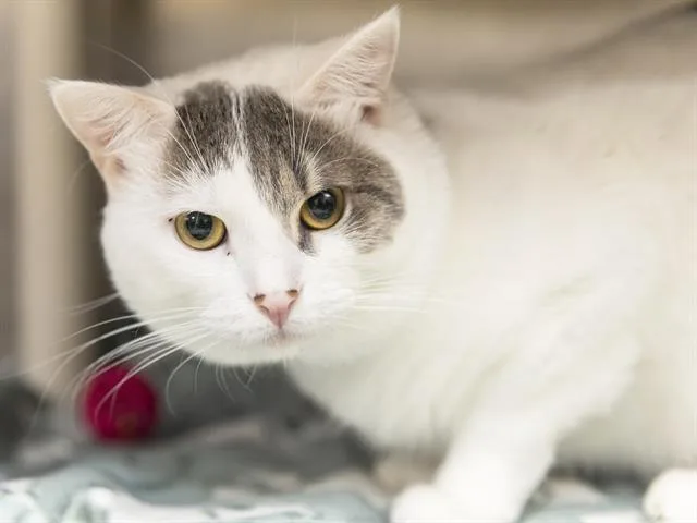 An adult medium-sized male Domestic Short Hair cat named Bastian for adoption in Phoenix, AZ