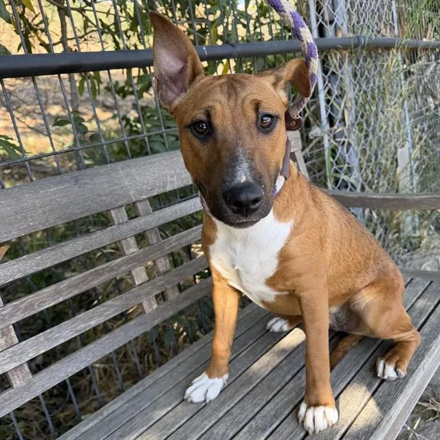 A young small-sized female Bull Terrier dog named Taffy for adoption in Long Beach, CA