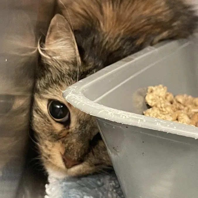 A senior medium-sized female Tortoiseshell Domestic Medium Hair cat named C for adoption in Port Charlotte, FL