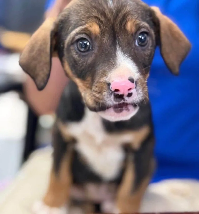 A baby medium-sized female Tricolor (Brown, Black, & White) Beagle dog named Penny for adoption in Browns Mills, NJ