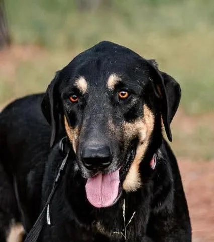 An adult large-sized male German Shepherd Dog dog named Luke for adoption in Tomball, TX