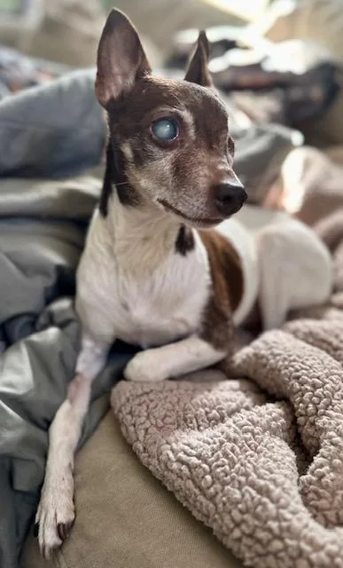 A senior small-sized female Rat Terrier dog named Sugar Plum for adoption in Minneapolis, MN