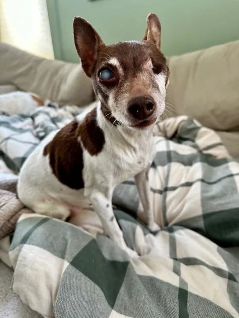 Sugar Plum thumbnail 2