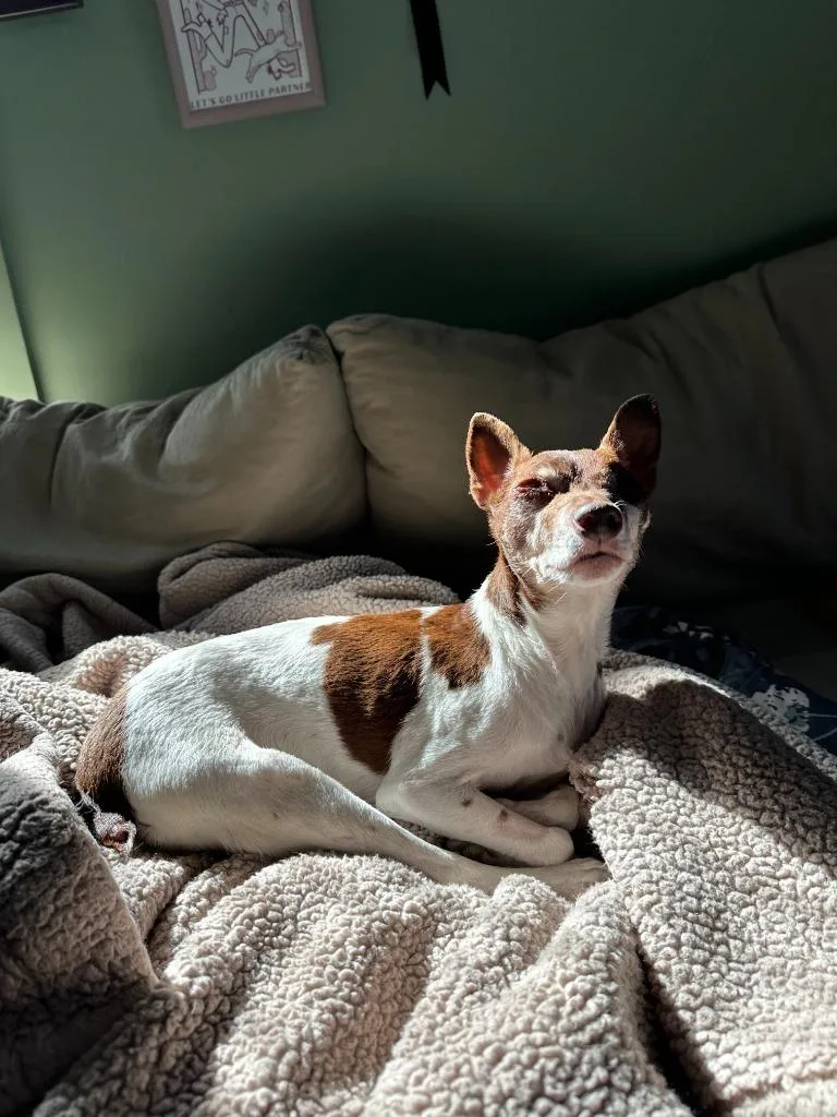 Sugar Plum thumbnail 3