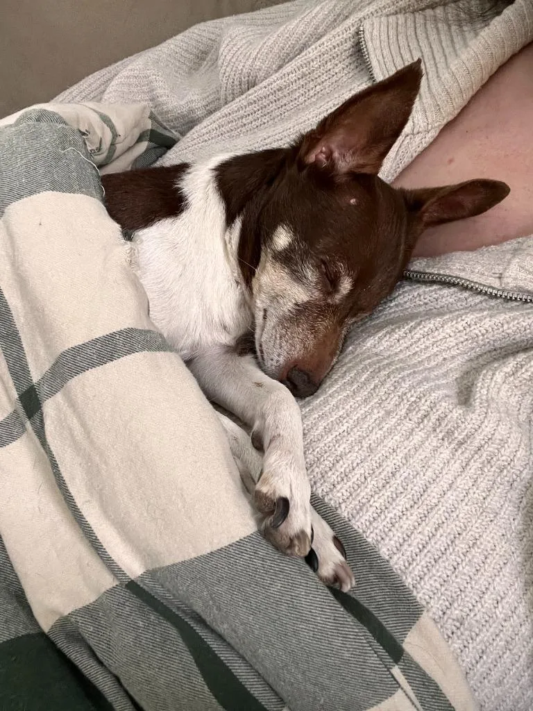 Sugar Plum thumbnail 4