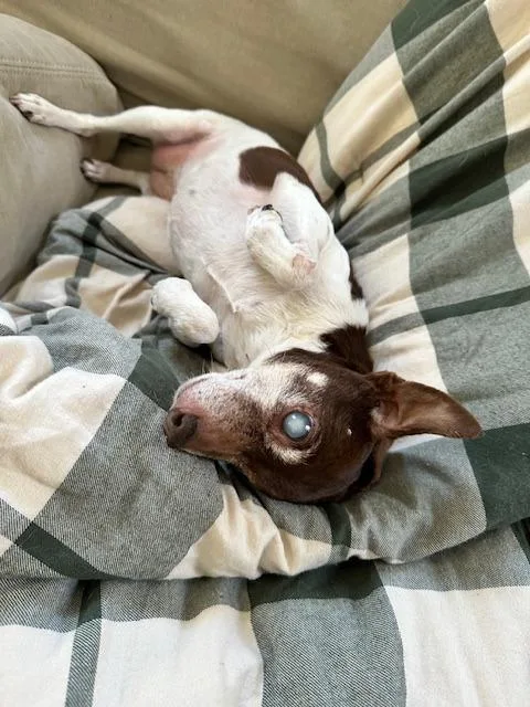 Sugar Plum thumbnail 5