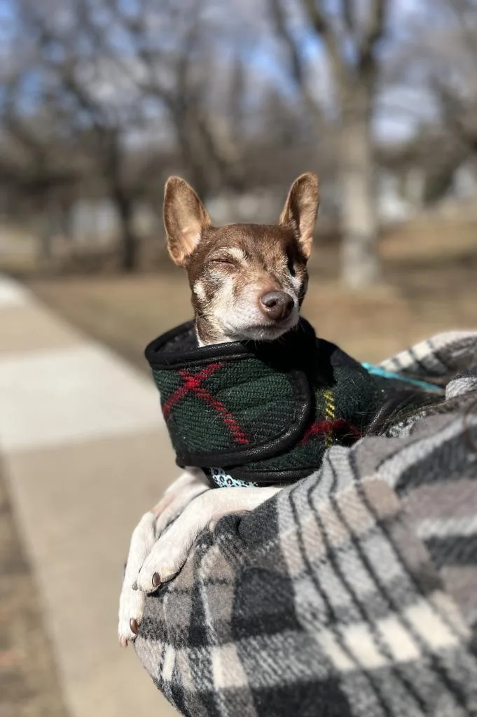 Sugar Plum thumbnail 6