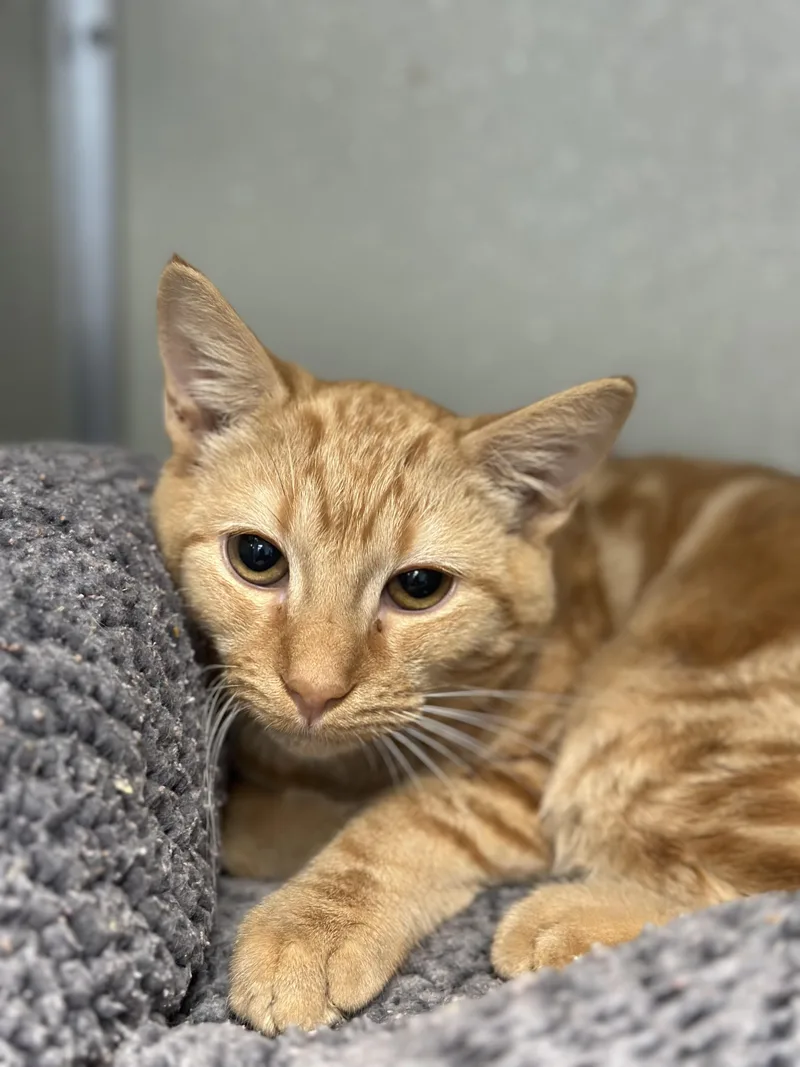 An adult medium-sized male Domestic Short Hair cat named Cornelius for adoption in Stafford, VA