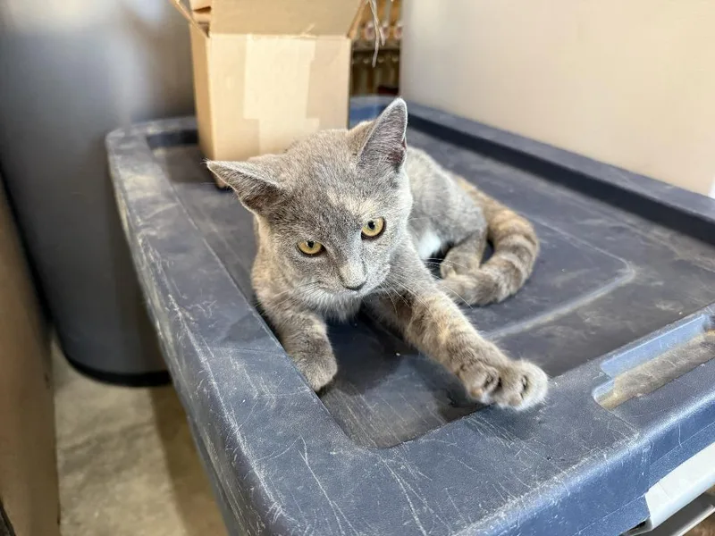A baby medium-sized female Domestic Short Hair cat named Callie for adoption in St. Cloud, MN