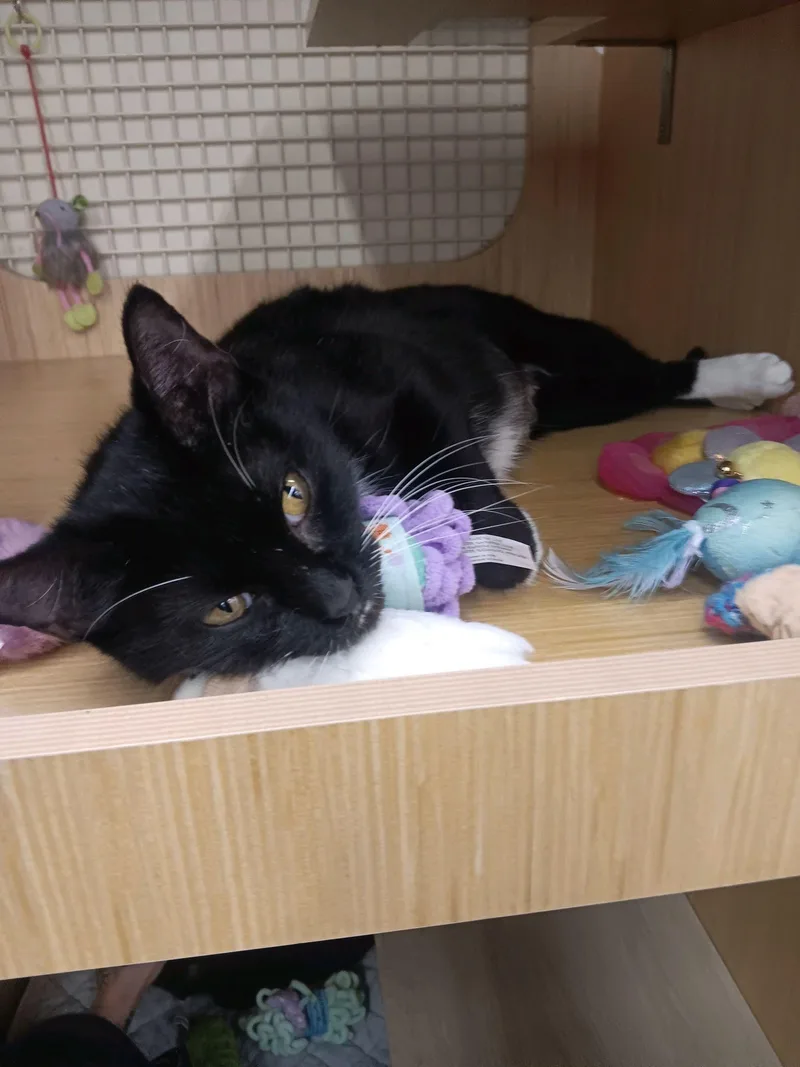 An adult medium-sized female Black & White / Tuxedo Domestic Short Hair cat named Delilah for adoption in Mokena, IL