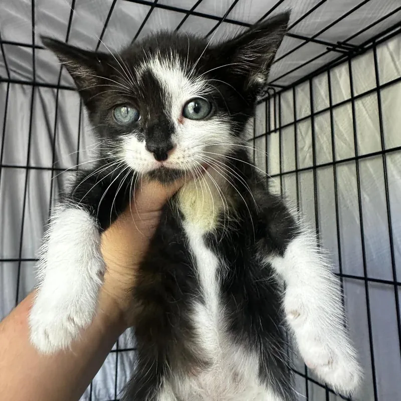 A young medium-sized male Black & White / Tuxedo Domestic Short Hair cat named Tamale for adoption in miami, FL