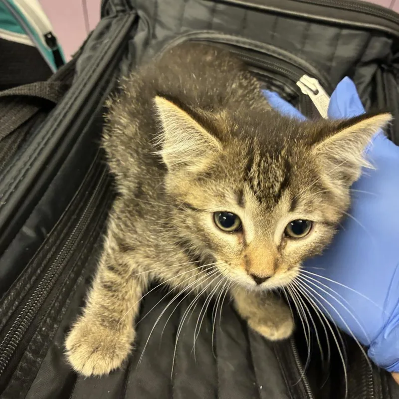 A baby small-sized male Brown / Chocolate Domestic Short Hair cat named Caramel Frappe for adoption in Los Angeles, CA