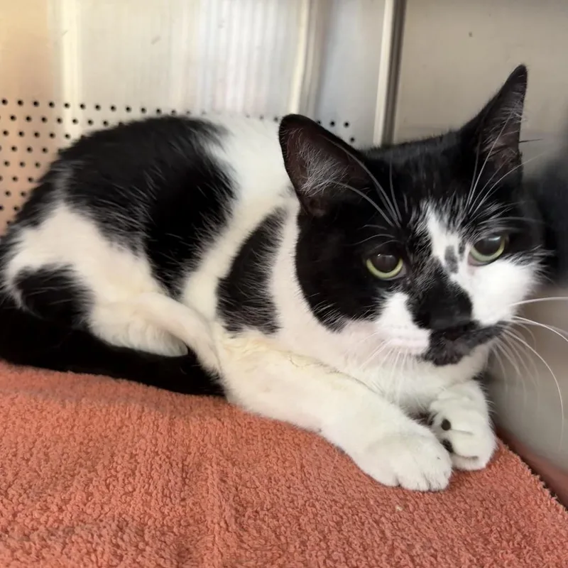 A senior large-sized male White Domestic Short Hair cat named Maverick for adoption in Sarasota, FL