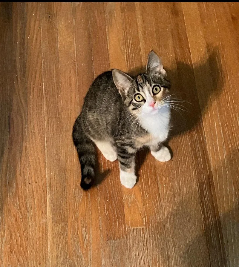 A baby small-sized female Domestic Short Hair cat named Nichi for adoption in Forest Lake, MN