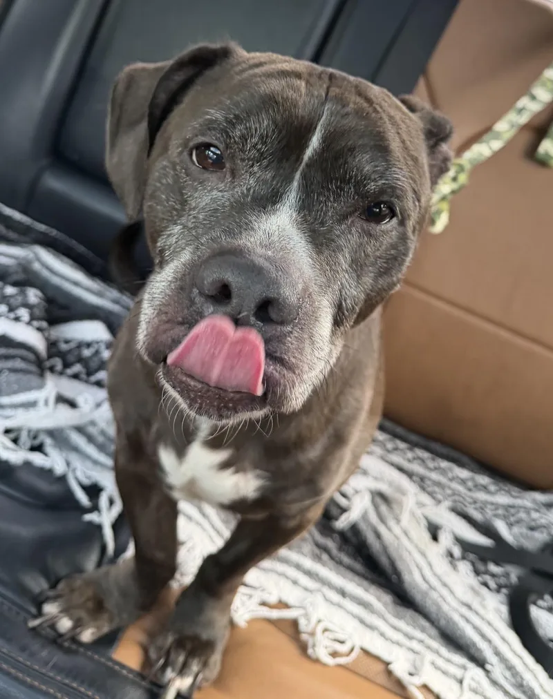 An adult medium-sized male Pit Bull Terrier dog named Perry for adoption in Palatine, IL