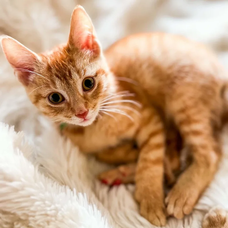 A baby medium-sized male Tabby (Orange / Red) Domestic Short Hair cat named Cinder for adoption in Kentwood, MI