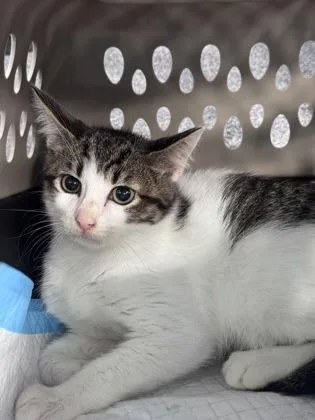 A baby small-sized male Domestic Short Hair cat named Gasket for adoption in West Chester, PA