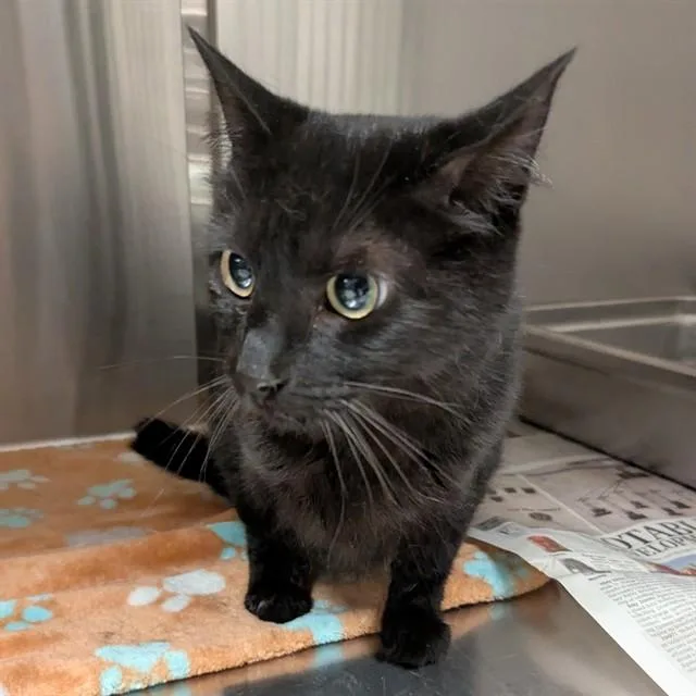 A young medium-sized female Domestic Short Hair cat named Gigi for adoption in Olivette, MO