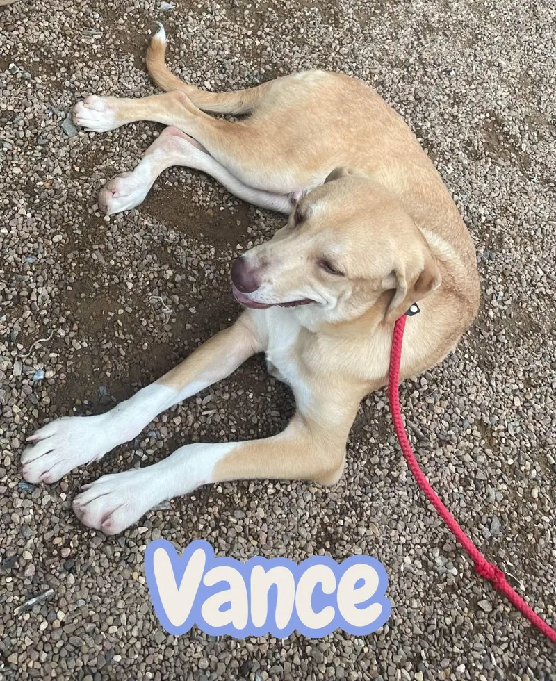Vance big