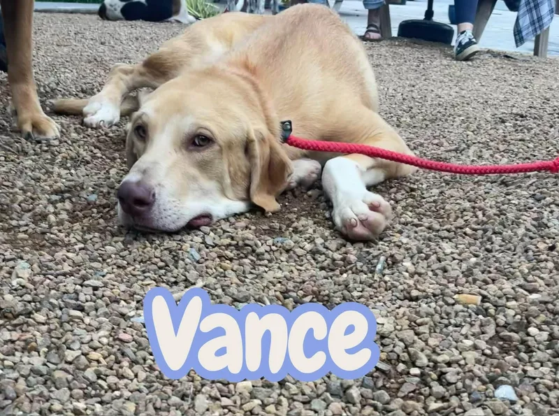 Vance  big  thumbnail 3