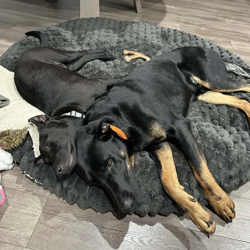 Snoop Dogg thumbnail 3