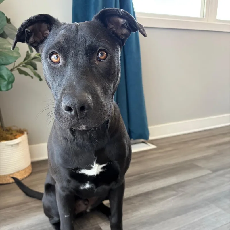 Snoop Dogg thumbnail 6