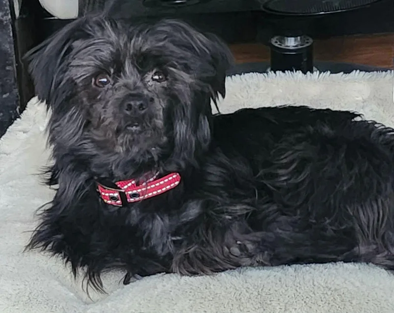 An adult small-sized female Yorkshire Terrier dog named Blossom for adoption in Lewistown, PA