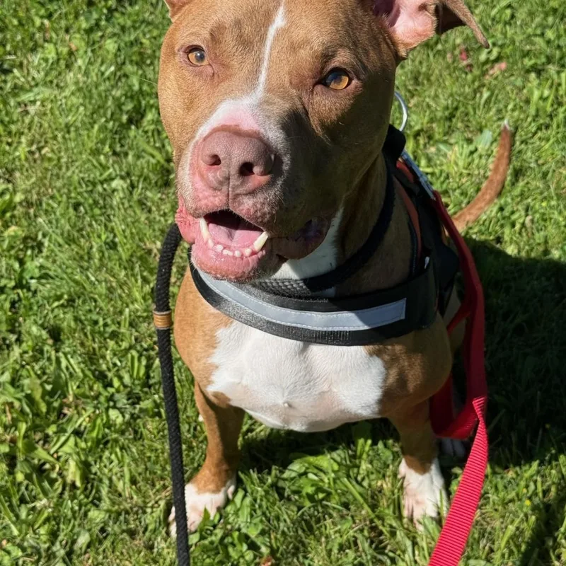 An adult medium-sized male Red / Chestnut / Orange Pit Bull Terrier dog named Coco for adoption in Greensburg, PA