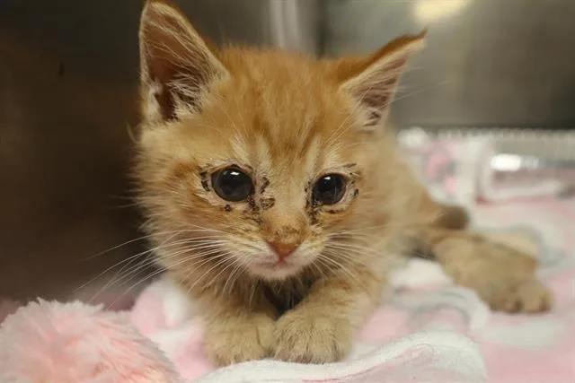A baby small-sized male Domestic Short Hair cat named Pod for adoption in Columbia, SC