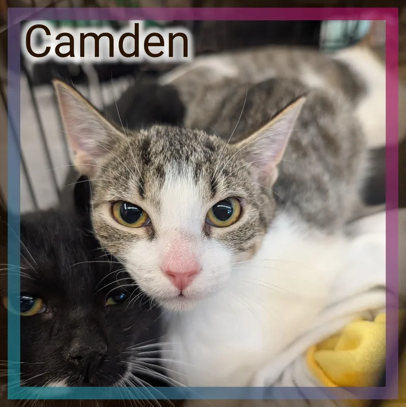 A baby medium-sized male Tabby (Brown / Chocolate) Domestic Short Hair cat named Camden for adoption in Great Mills, MD