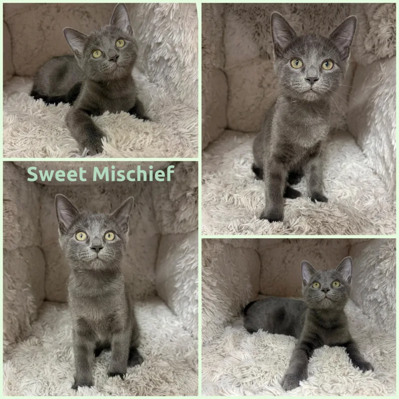 A baby small-sized male Gray / Blue / Silver Domestic Short Hair cat named Sweet Mischief for adoption in Louisville, KY