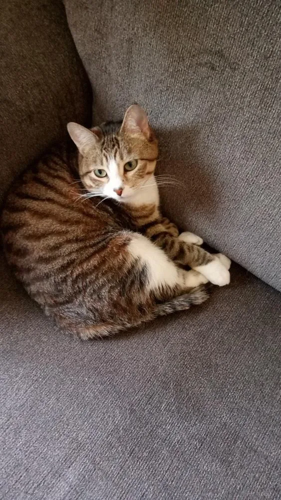 An adult medium-sized female Domestic Short Hair cat named Rose for adoption in Anoka, MN