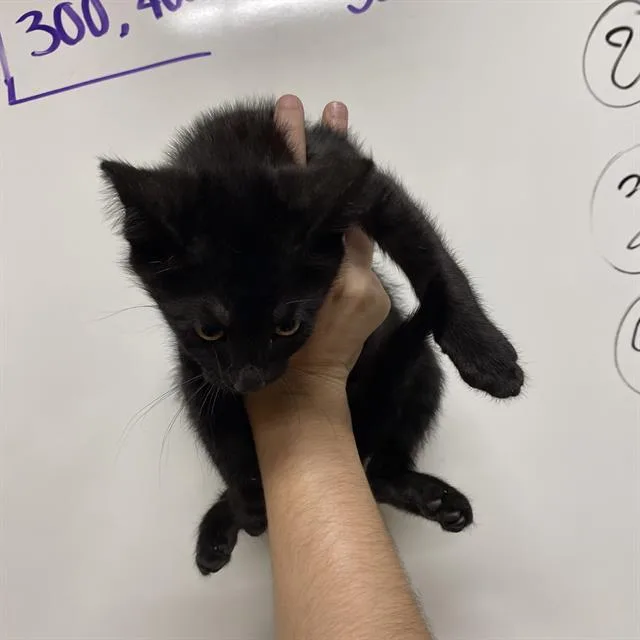 A baby small-sized female Domestic Short Hair cat named A for adoption in Modesto, CA
