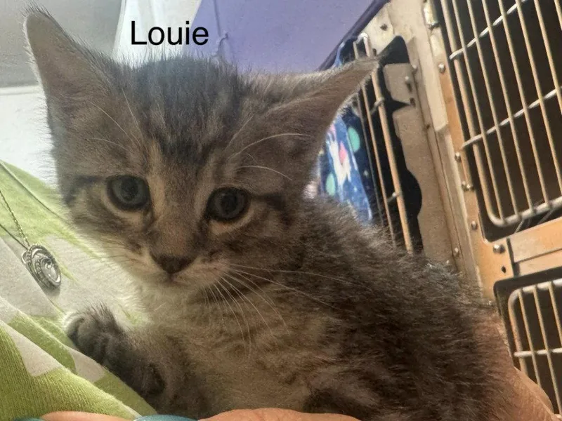 Louie thumbnail 2