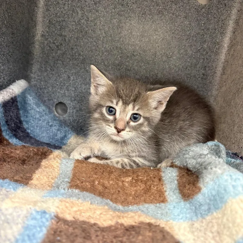 A baby small-sized female Gray / Blue / Silver Domestic Short Hair cat named Willow for adoption in Bastrop, TX