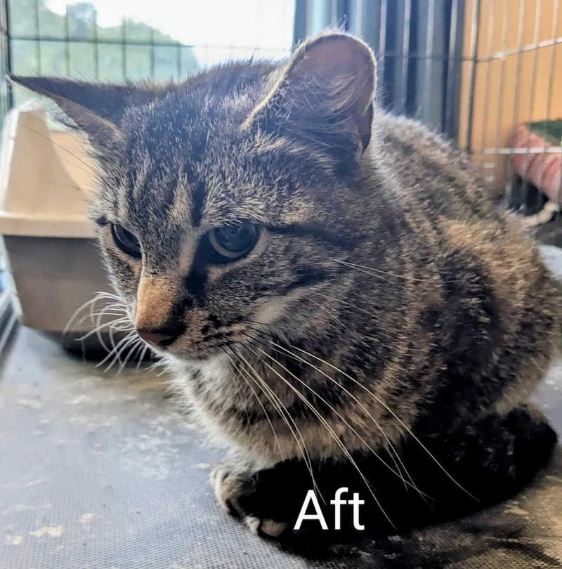 An adult medium-sized female Tabby (Gray / Blue / Silver) Domestic Short Hair cat named Aft for adoption in Binghamton, NY