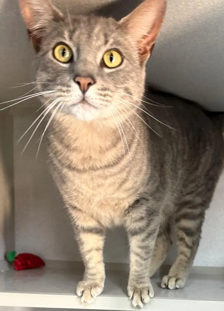 A young medium-sized male Domestic Short Hair cat named Chi Chi for adoption in Greencastle, IN